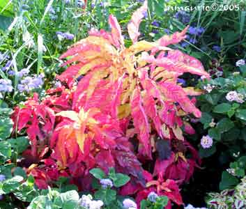 راهنمای نگهداری و پرورش گیاهان آپارتمانی - تاج خروس سه رنگ